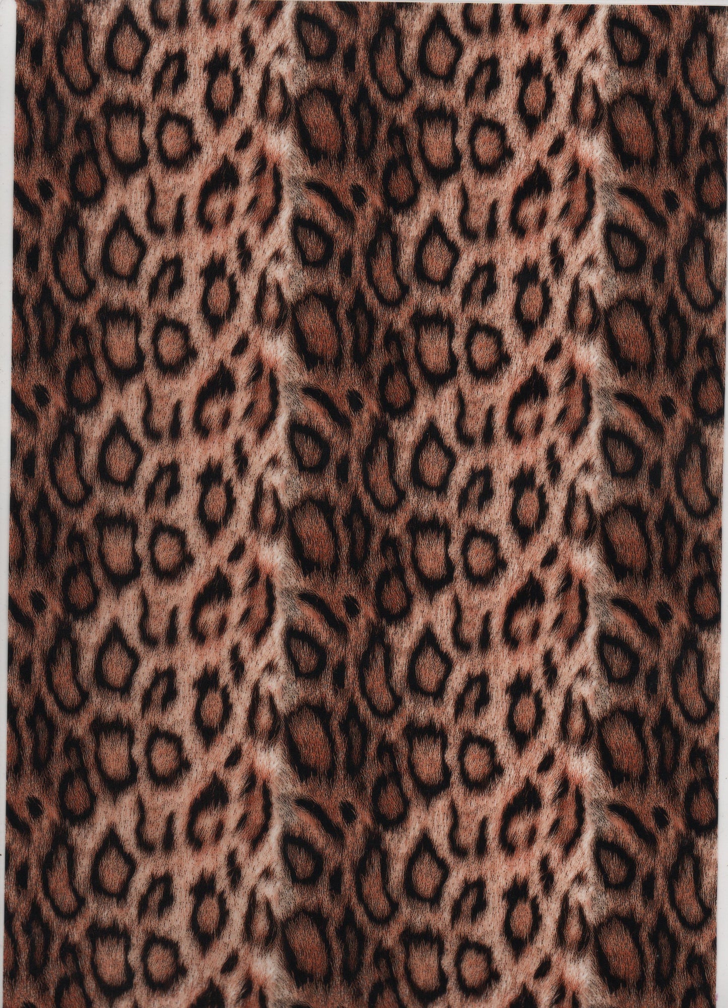 Tan Cheetah 2