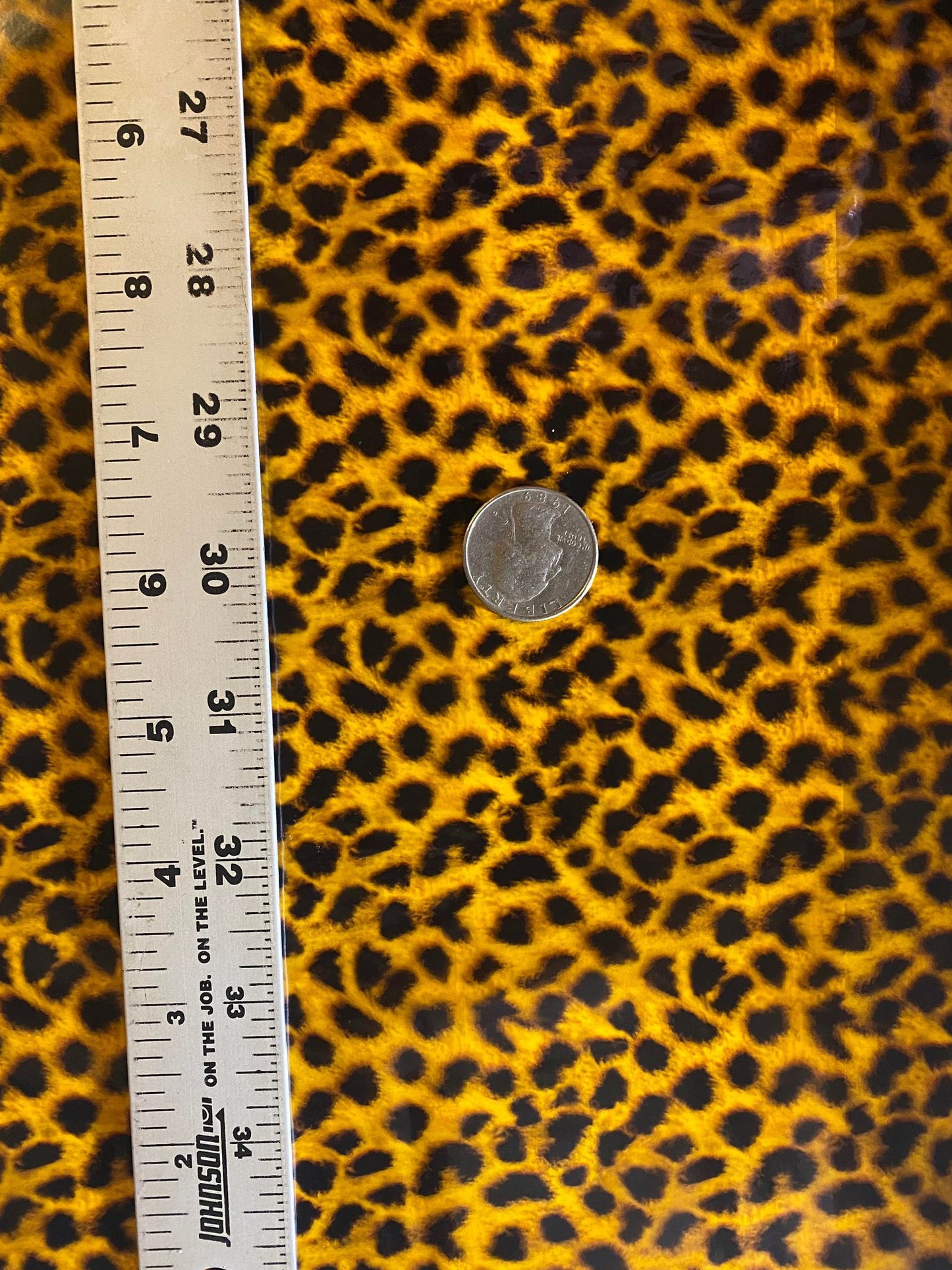 Spotted Cheetah