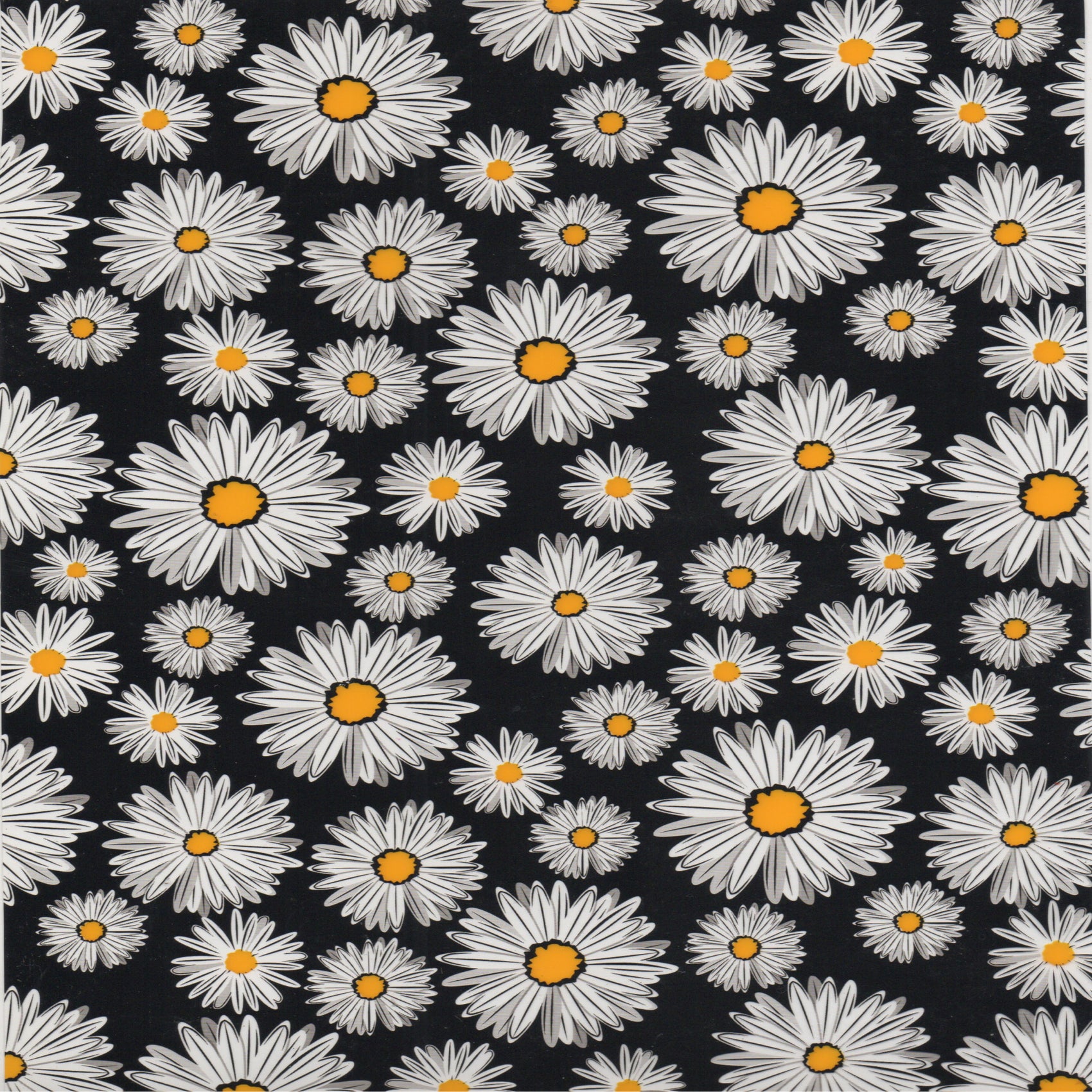 Daisy (A4)