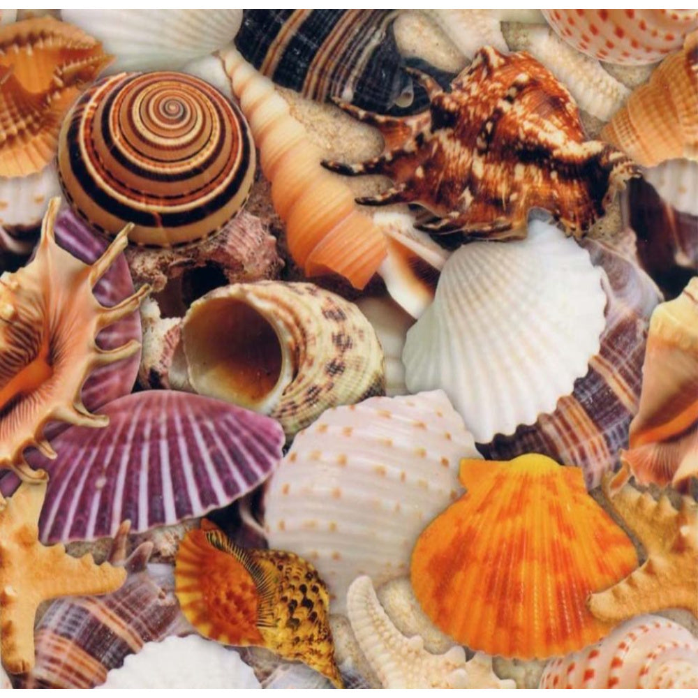 SEA SHELLS