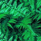 Real Ferns (A32)