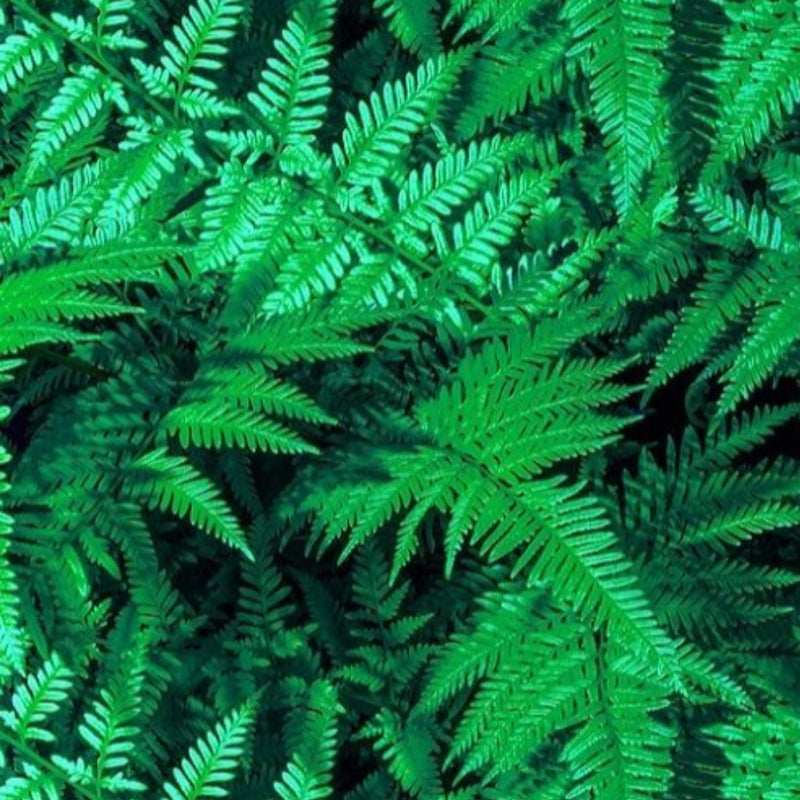 Real Palms