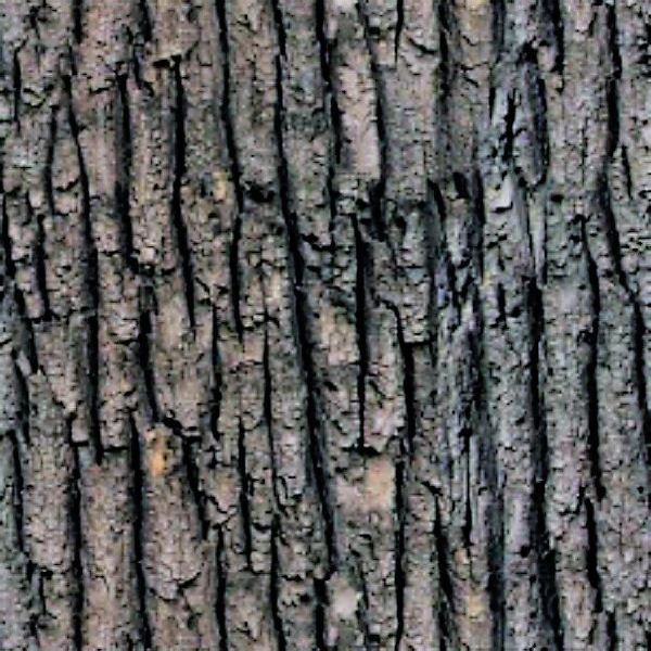 TREE BARK #2